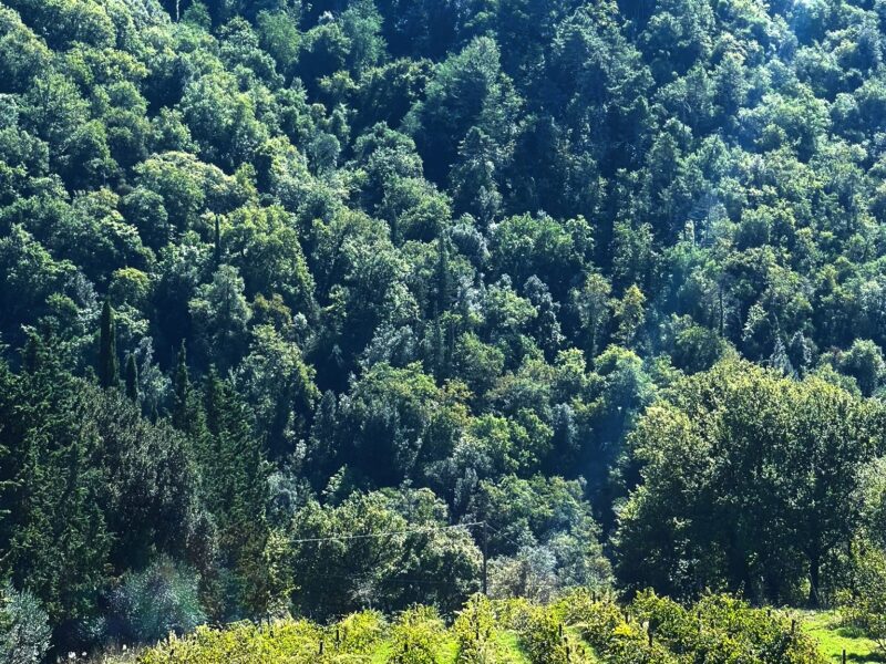 Discover Felix: The Character of the Terra Bianca Vineyard