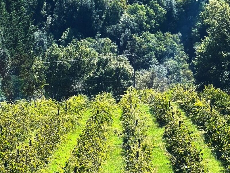 Scopri Felix: il carattere della vigna Terra Bianca