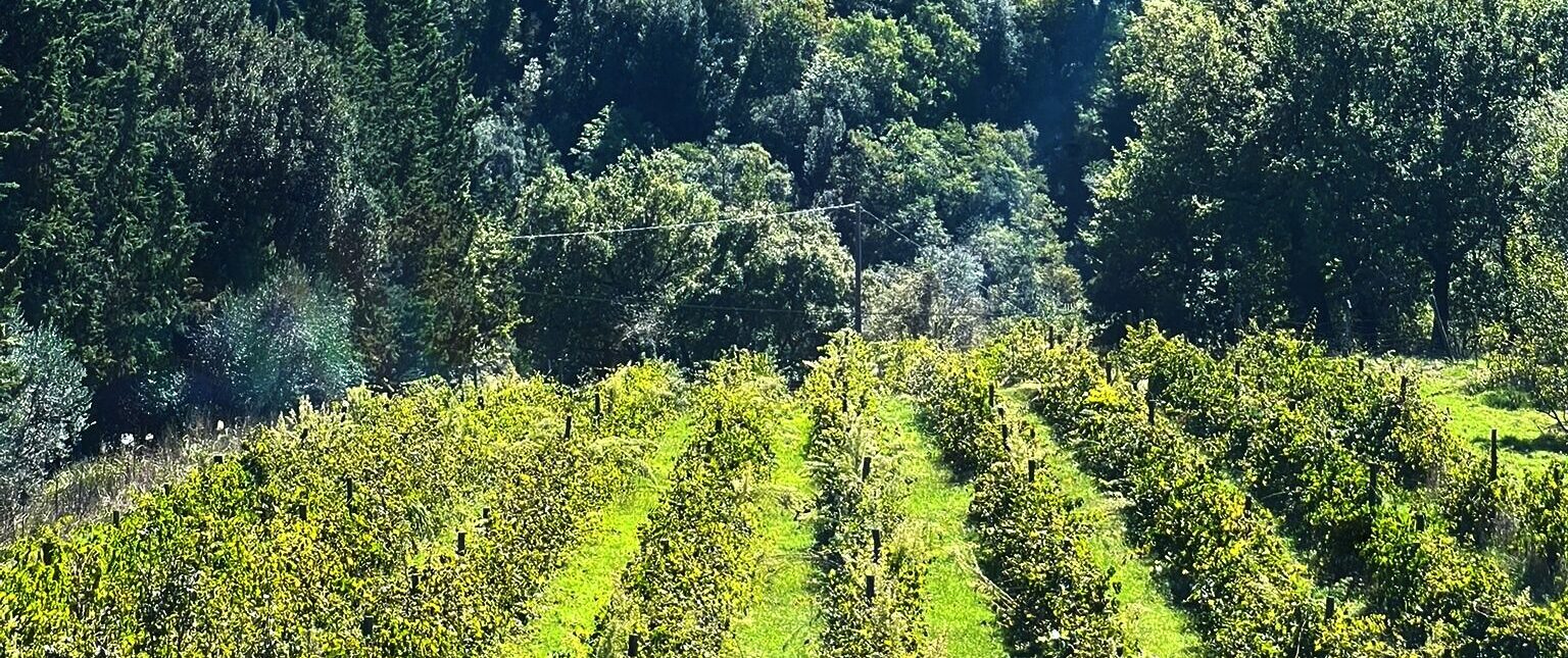 Scopri Felix: il carattere della vigna Terra Bianca