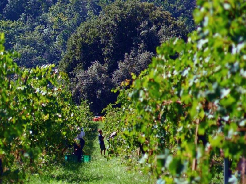 Scopri Felix di Tenuta Montiani: il carattere della vigna Terra Bianca